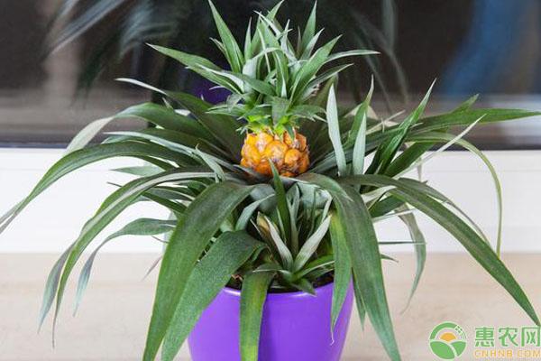 菠萝怎么在家种植？