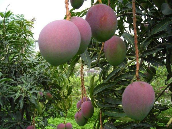 你会种芒果吗？教你几招种植技术，芒果口感香又甜，年年大丰收