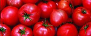 种植藩茄(家种西红柿的栽培方法)