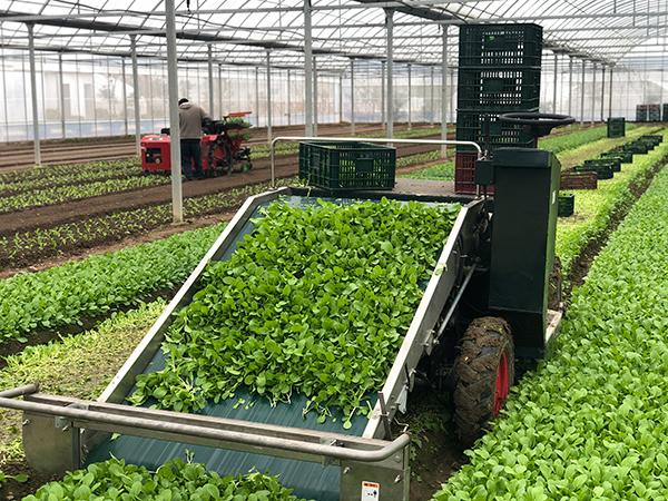 来看上海机械化生产绿叶菜，一小时完成五六个人一天的活