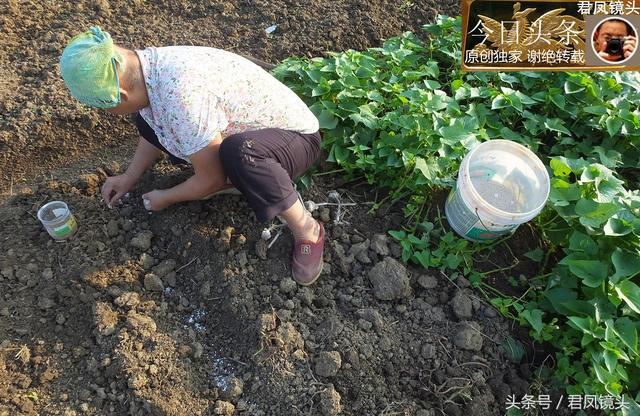 湖北宜昌：农家大妈种植芫荽、香葱、大蒜，为何用毛巾裹头？