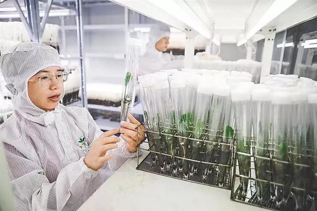 2021中国农业农村重大新技术｜橡胶树速生高产新型种苗育苗技术