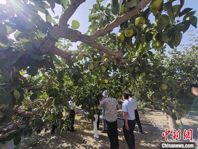 “沿着河湖看新疆”主题采访团走进库尔勒市：香梨种植何以实现提质增效？