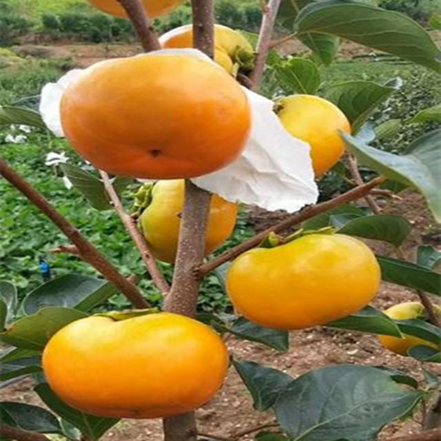 4 个甜柿品种在桂林的引种表现