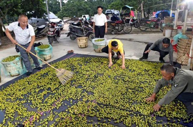 广东大哥负债百万，靠种植橄榄营收2000万，带领村民发家致富