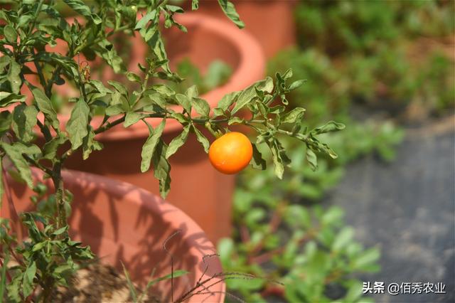 安徽农民种植“四季果”，叶和果均有毒素，作为观赏植物行情走俏