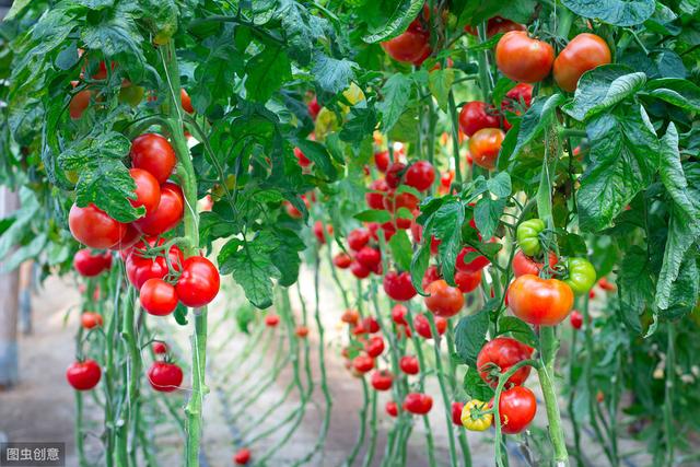 酸酸甜甜的番茄如何种植