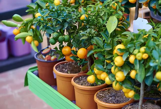 盆栽“橙子树”，7个要点须知，脐橙、甜橙及血橙等均适用