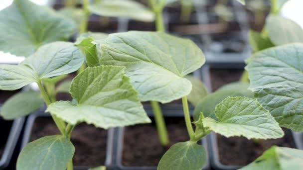 早春黄瓜如何培育茁苗？抓好5个技术环节，确保芽苗齐又壮