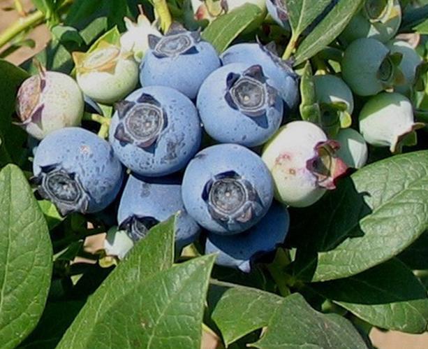 北方地区蓝莓盆栽种植管理技术