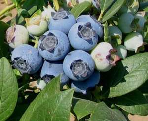 北方适合种植蓝莓吗(北方地区蓝莓盆栽种植管理技术)