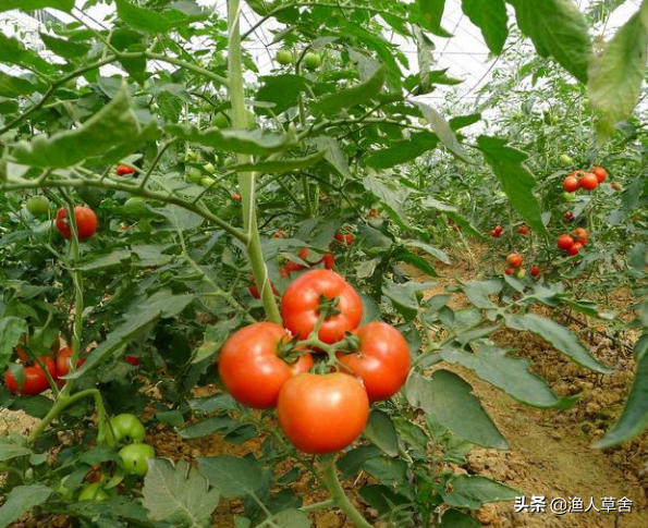 番茄种植前景如何？怎么种植番茄才可以种好