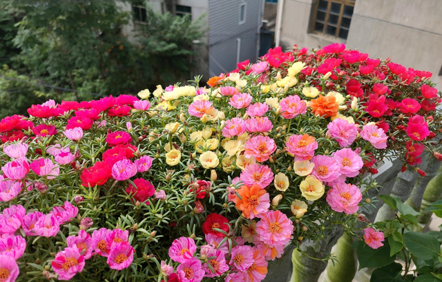 8种“勤奋花”，夏季花量大，开花漂亮又好养，持续开花到入冬