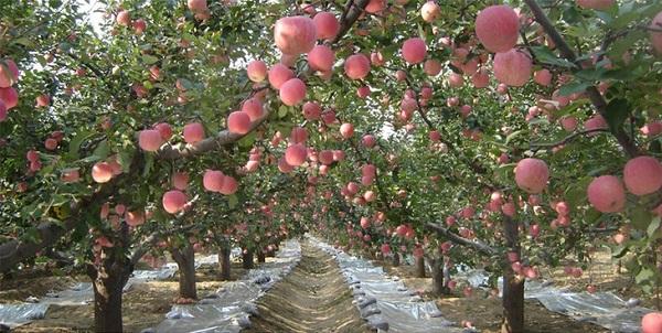 中国农民种植苹果的8个技巧，让家里的苹果树增产增收
