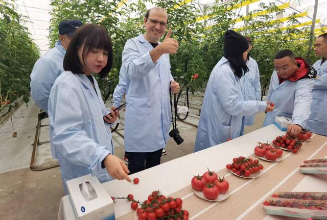 “植物工厂”构建现代农业，新疆实现全季节供应鲜果番茄