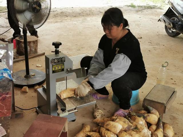 马蹄笋：鲜美食材山中藏 产业发展有奔头