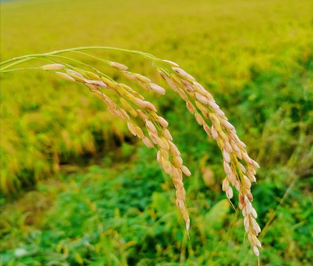 美国水稻亩产1152斤，而中国却只有948斤？是我们水稻品种不好？