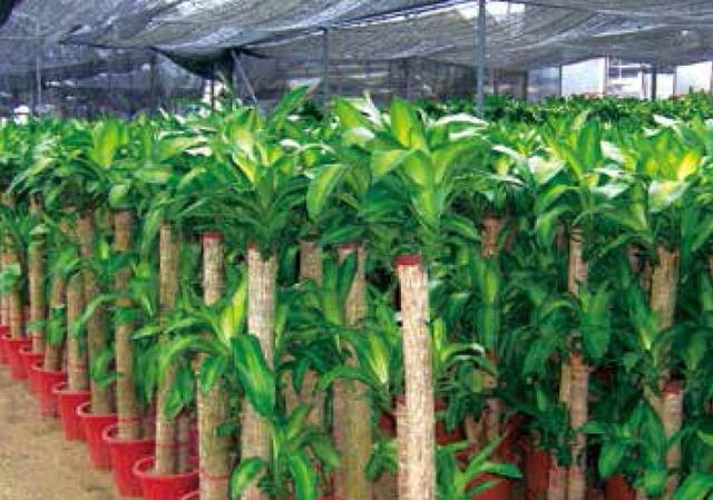 盆栽柱状金心巴西铁树规范化种植