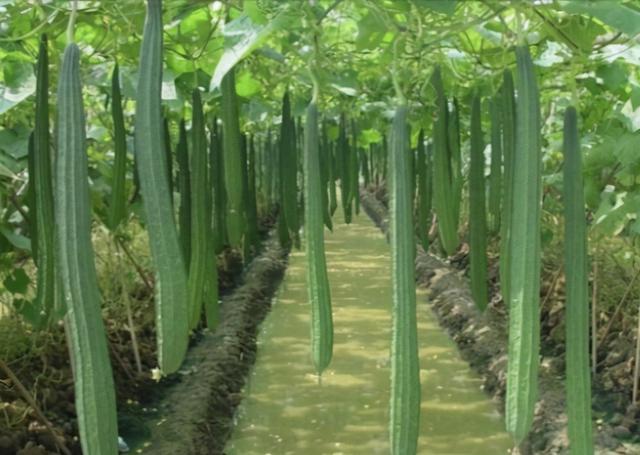 如何在露地栽培出高产量丝瓜呢？一次种植采收长达几个月