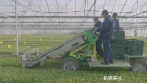 蔬菜种植机械化(来看上海机械化生产绿叶菜，一小时完成五六个人一天的活)