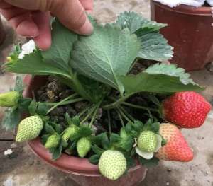 草莓阳台怎么种植方法(阳台怎么种草莓？用“1招”，一棵变10棵，果子多，又大又甜)