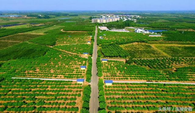 苗木产业年产值超40亿，看肥西如何种出“摇钱树”？