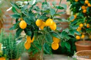 香水柠檬种植盆栽(香水柠檬不苦不涩又好养，在家养一棵，轻松实现柠檬自由)