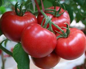 越夏西红柿种植时间(越夏番茄（西红柿）的种植和管护技术)