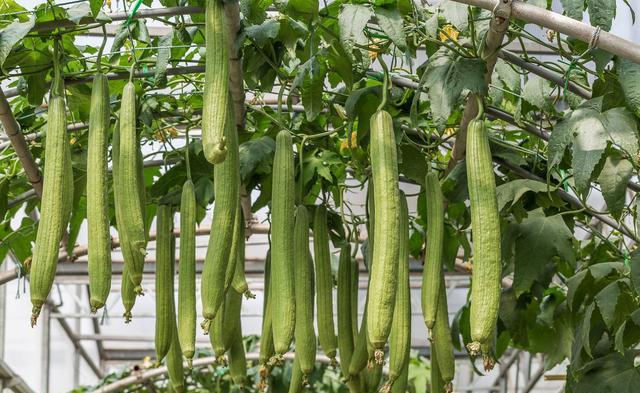 盆栽丝瓜有窍门，一棵瓜几十条，节节都有瓜，一摘一箩筐