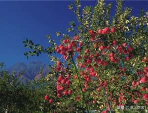 日本 种植苹果(日本的苹果树几种种植方式，涨涨姿势吧)