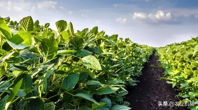 今年东北大豆应该怎么种？