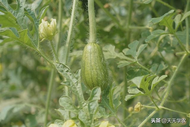 怎么种出产量高、品质好的西瓜？整地育苗、水肥管理等，要这么做