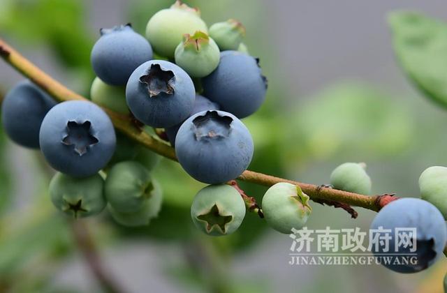 济南市最大蓝莓种植基地 帝沃丰钰生态园开始采摘了