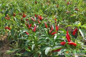 露天辣椒种植与管理(露地辣椒的种植时间和栽培技术)