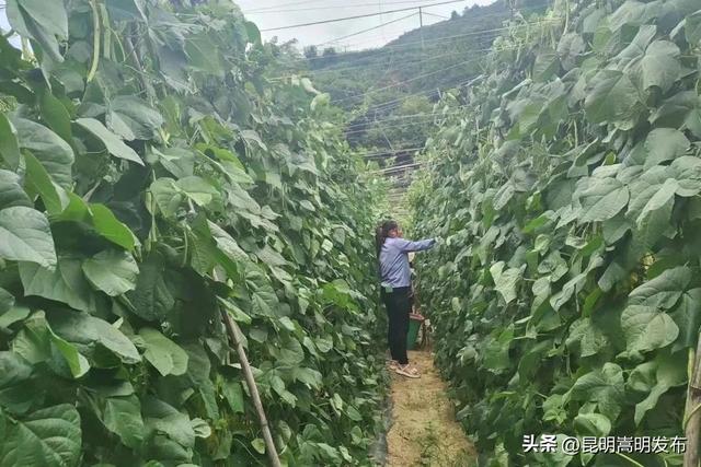 嵩明这个村种植四季豆，产值2000万元