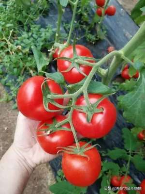 红土壤种植(手把手教你种西红柿，在土壤插根枝条，7天生根，蹭蹭长出红果子)