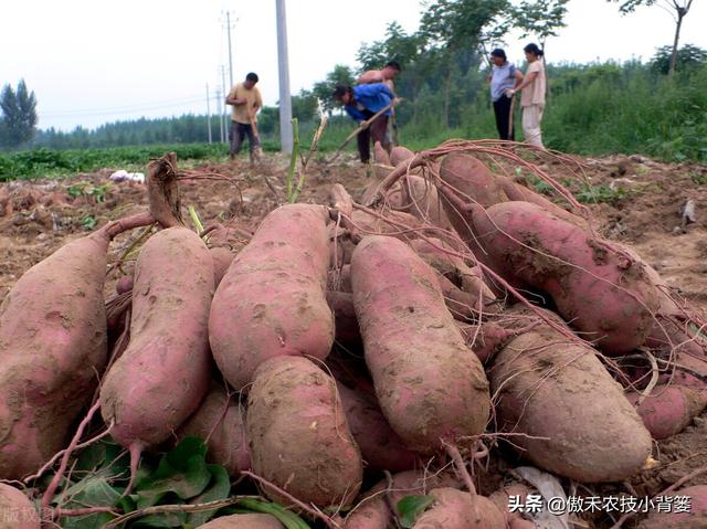实现红薯高产多收并不难，种植管理技巧一定要掌握好