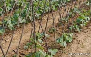 露地黄瓜种植管理技术(农村种植：如何大规模露天种植黄瓜？方法很简单，看完你就知道了)