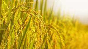 种植水稻的国家(美国水稻亩产1152斤，而中国却只有948斤？是我们水稻品种不好？)