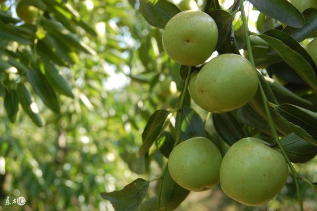 枣树栽培技术 枣的生长结果习性