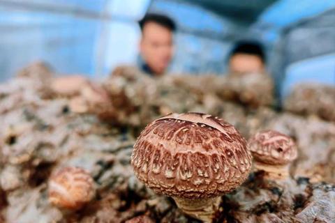 行走黄河看吕梁｜临县：一朵食用菌，卖到3亿元，有啥秘诀？