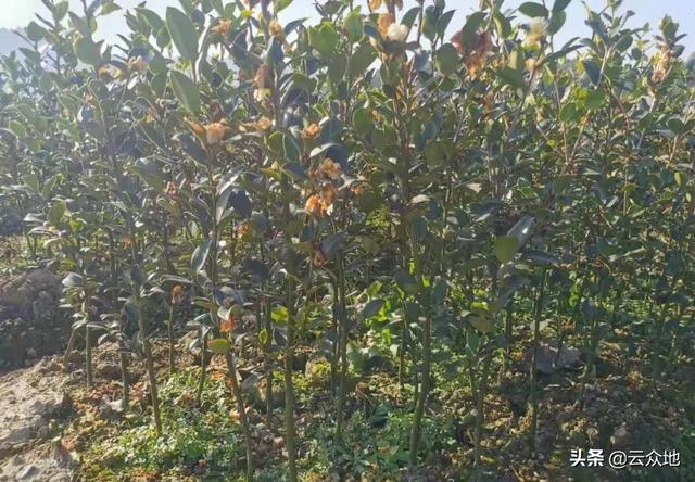 油茶造林正当时，关键技术措施：选好良种壮苗、合理搭配油茶品种