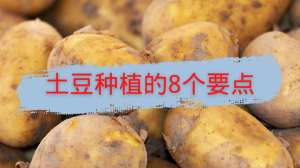 土豆种植技术视频(如何种出又大又多的土豆？土豆种植8个要点，都在这里了)