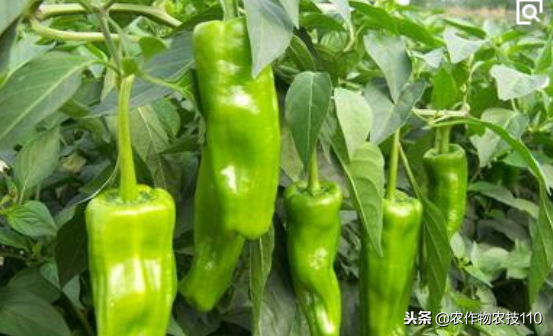 大棚辣椒，该怎么种植？产量高、品质好？