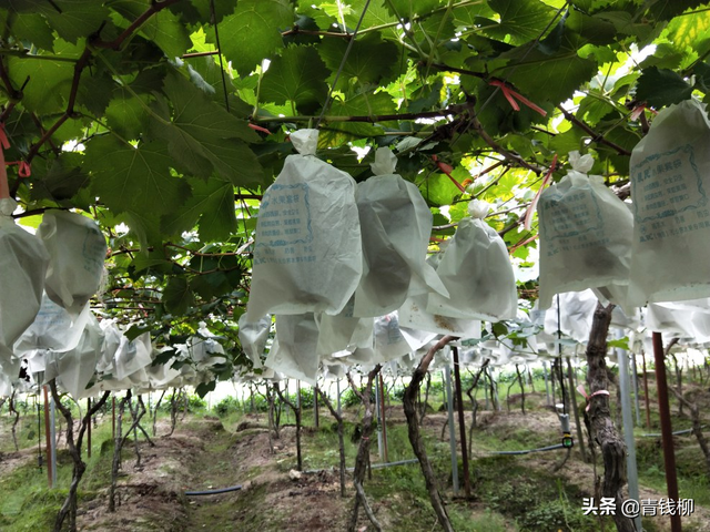 福建寿宁高山晚熟葡萄高效绿色栽培关键技术