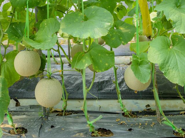 大棚甜瓜种植方案，从选择品种到病虫害防治，很全面，建议收藏