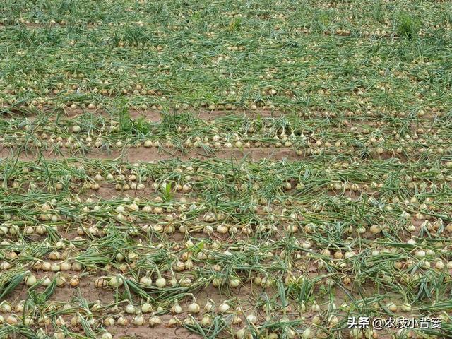 秋季将迎来洋葱种植季，学会这些播种管理技巧，每亩多收几百斤