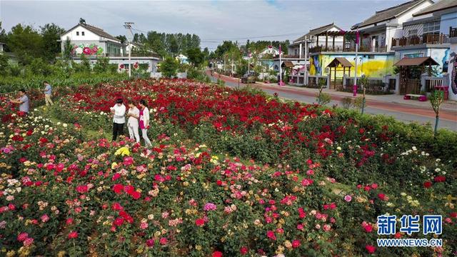 陕西洛南：铺满鲜花的玫瑰小镇