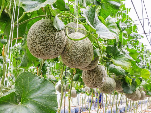 甜瓜地膜覆盖栽培技术，来瞧瞧怎么种植的，学会这些产质兼优
