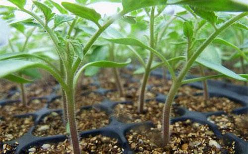 番茄正确定植栽苗，不仅高产、优质还早熟，帮农民朋友卖个好价钱